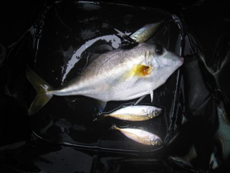 オリジナルメーカー海づり公園(市原市海づり施設) 釣果