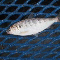 オリジナルメーカー海づり公園(市原市海づり施設) 釣果