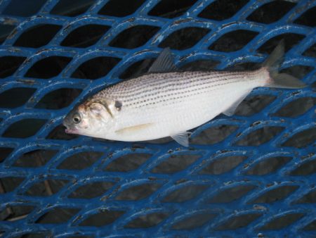 オリジナルメーカー海づり公園(市原市海づり施設) 釣果