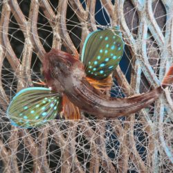 オリジナルメーカー海づり公園(市原市海づり施設) 釣果