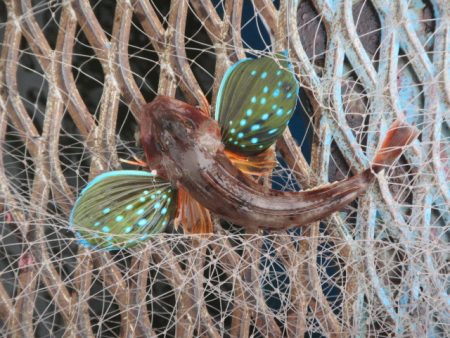 オリジナルメーカー海づり公園(市原市海づり施設) 釣果