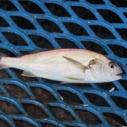 オリジナルメーカー海づり公園(市原市海づり施設) 釣果