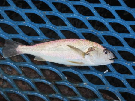 オリジナルメーカー海づり公園(市原市海づり施設) 釣果