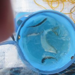 オリジナルメーカー海づり公園(市原市海づり施設) 釣果