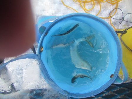 オリジナルメーカー海づり公園(市原市海づり施設) 釣果