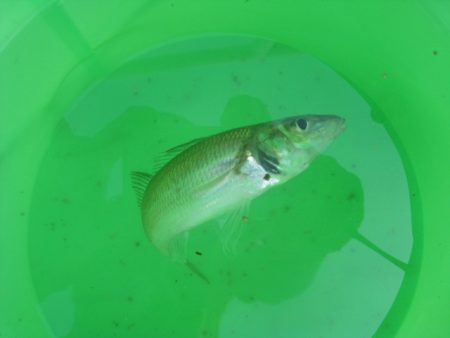 オリジナルメーカー海づり公園(市原市海づり施設) 釣果