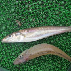 オリジナルメーカー海づり公園(市原市海づり施設) 釣果