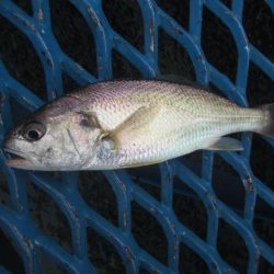 オリジナルメーカー海づり公園(市原市海づり施設) 釣果