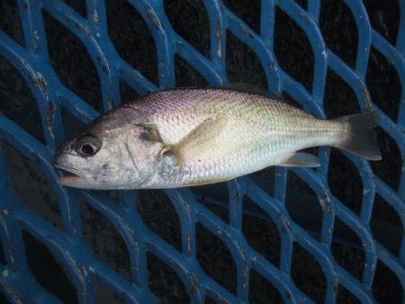 オリジナルメーカー海づり公園(市原市海づり施設) 釣果