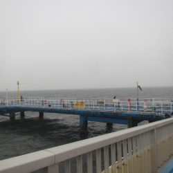 オリジナルメーカー海づり公園(市原市海づり施設) 釣果