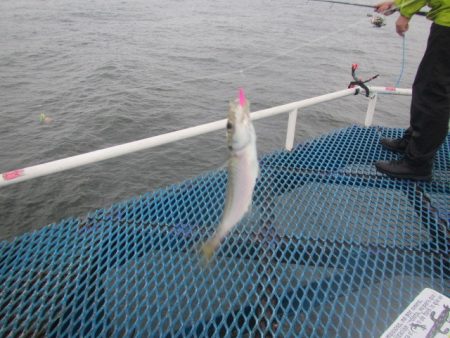 オリジナルメーカー海づり公園(市原市海づり施設) 釣果
