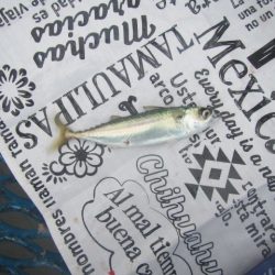 オリジナルメーカー海づり公園(市原市海づり施設) 釣果