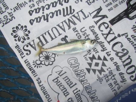 オリジナルメーカー海づり公園(市原市海づり施設) 釣果