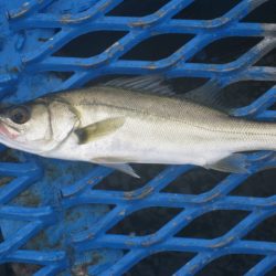 オリジナルメーカー海づり公園(市原市海づり施設) 釣果