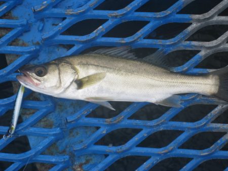 オリジナルメーカー海づり公園(市原市海づり施設) 釣果