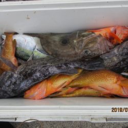 大進丸(新潟) 釣果