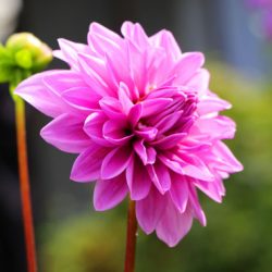 小菅トラウトガーデン 釣果