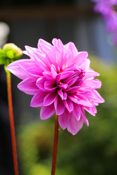 小菅トラウトガーデン 釣果