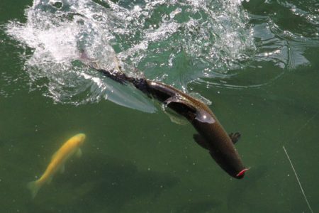 小菅トラウトガーデン 釣果