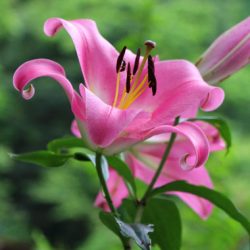 小菅トラウトガーデン 釣果