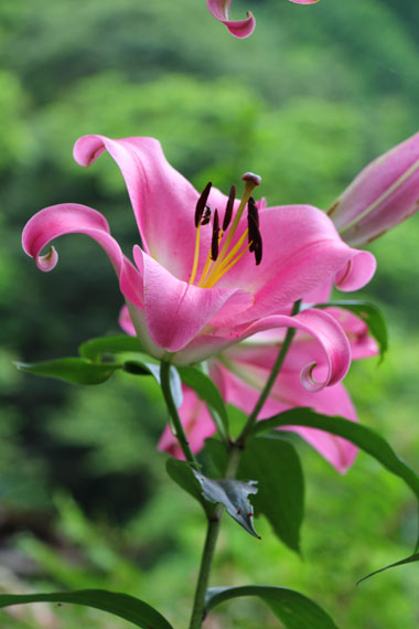 小菅トラウトガーデン 釣果