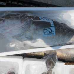 大進丸（新潟） 釣果