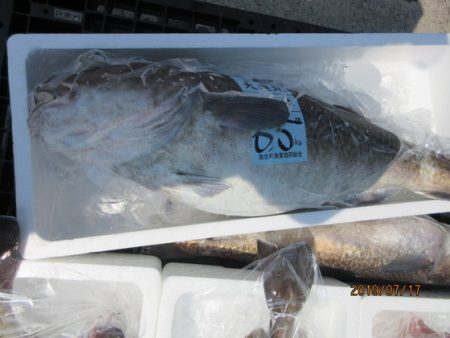 大進丸（新潟） 釣果