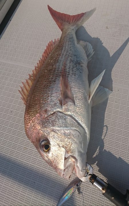 遊漁船 家入 釣果