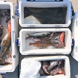 気仙沼　つり丸 釣果