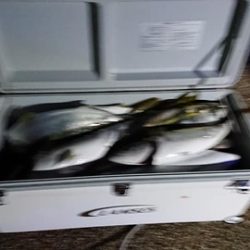 スカイマリン 釣果