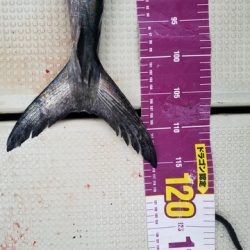 遊漁船 ニライカナイ 釣果