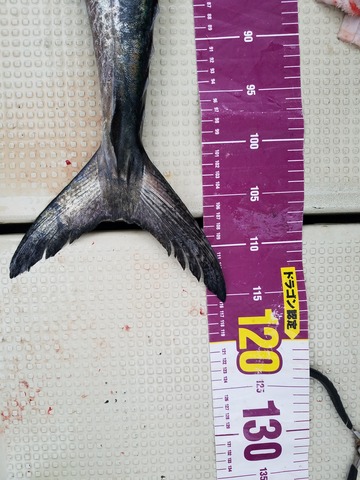 遊漁船 ニライカナイ 釣果