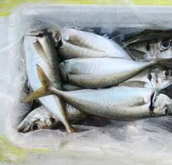 松福丸 釣果