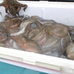 かもめ釣船 釣果