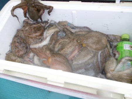 かもめ釣船 釣果