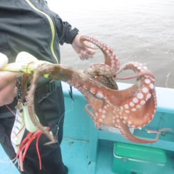かもめ釣船 釣果