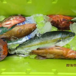 大進丸(新潟) 釣果