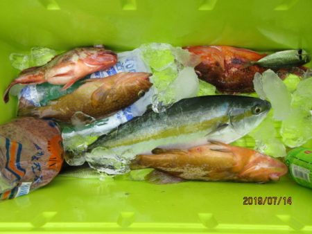 大進丸(新潟) 釣果