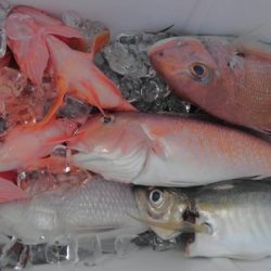 遊漁船 新鋭丸 釣果