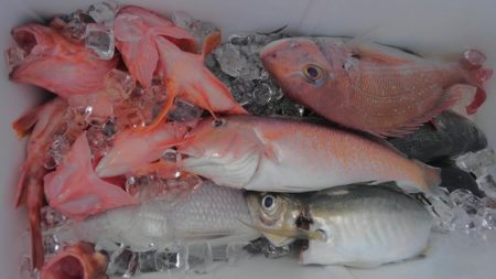 遊漁船 新鋭丸 釣果