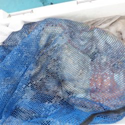 かもめ釣船 釣果