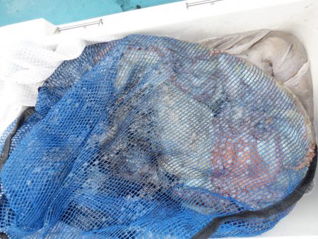 かもめ釣船 釣果