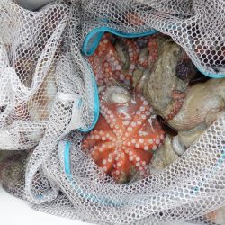 かもめ釣船 釣果