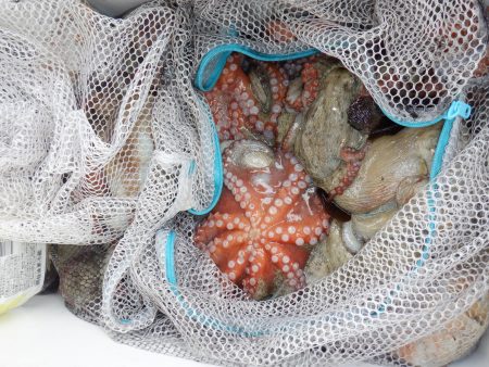 かもめ釣船 釣果