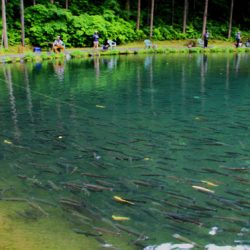 小菅トラウトガーデン 釣果