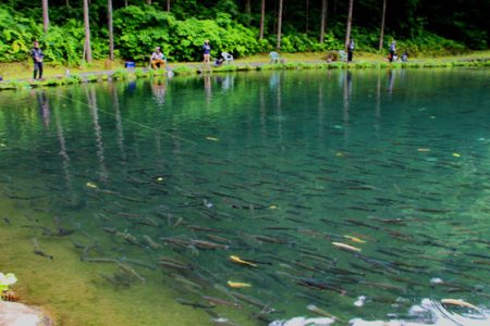 小菅トラウトガーデン 釣果