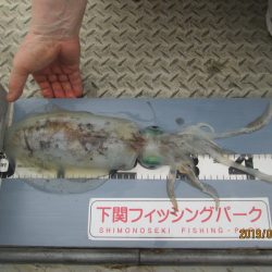下関フィッシングパーク 釣果