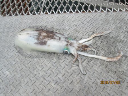 下関フィッシングパーク 釣果