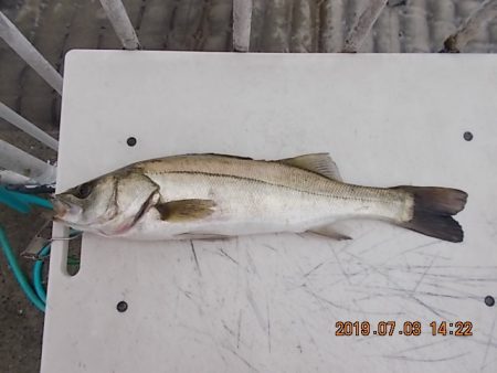 姫路市立遊魚センター 釣果