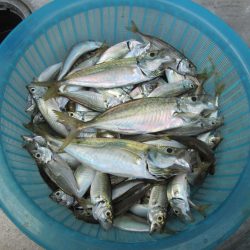 下関フィッシングパーク 釣果